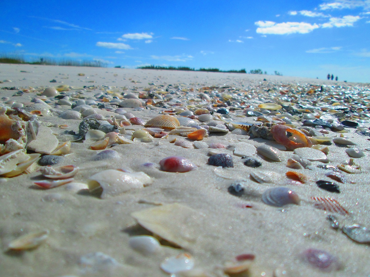 shell-key-preserve-at-st-petersburg-fl-where-to-go